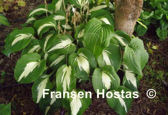 Hosta Night before Christmas