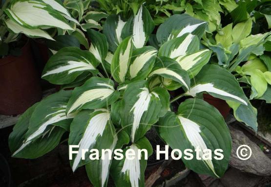 Hosta Night before Christmas