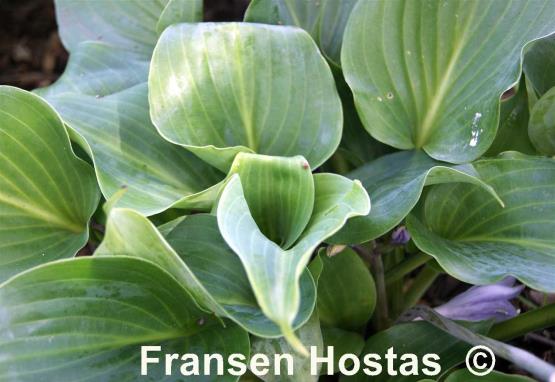 Hosta Nightlife
