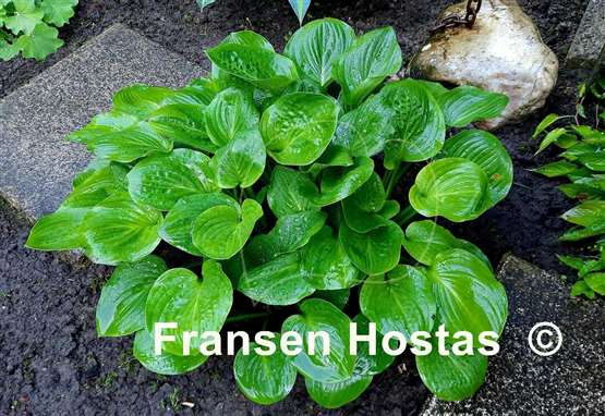 Hosta Nippers