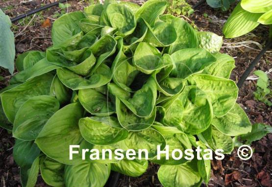 Hosta Nippers