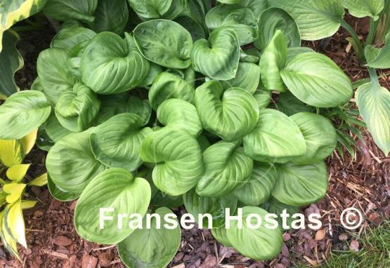 Hosta Nippers