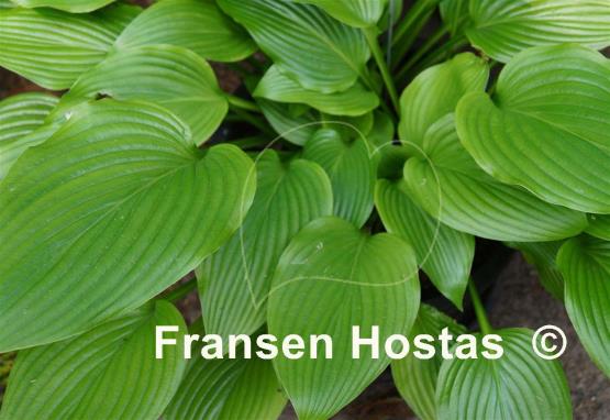 Hosta Nokogiriyama