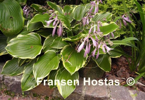 Hosta None Lovelier