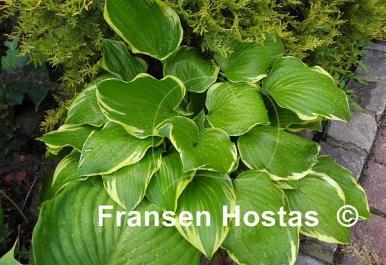 Hosta None Lovelier