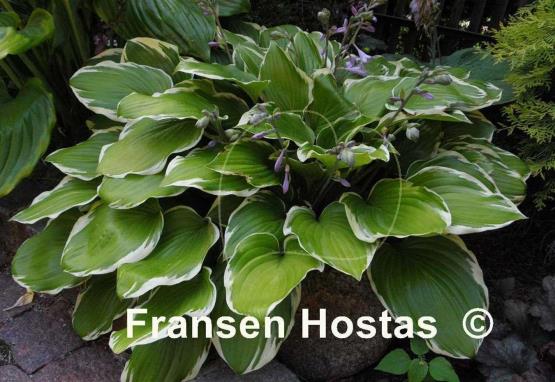Hosta None Lovelier
