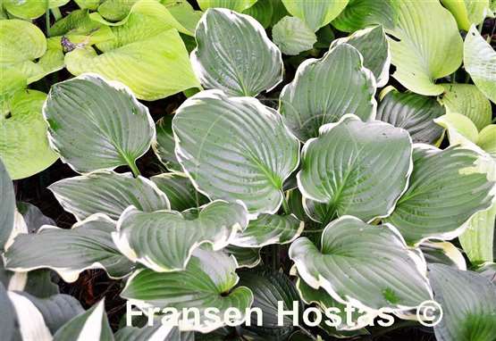 Hosta None Lovelier