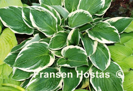 Hosta North Hills