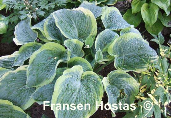 Hosta Northern Exposure