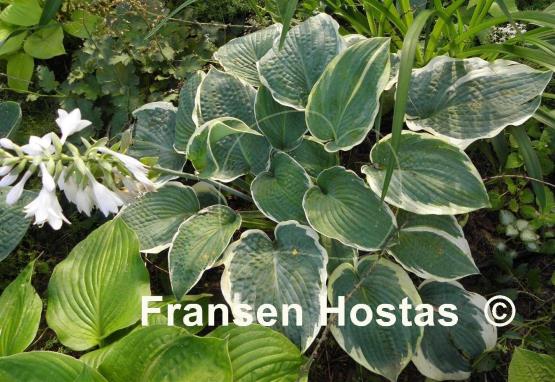 Hosta Northern Exposure