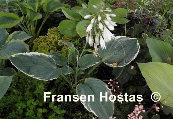 Hosta Northern Halo