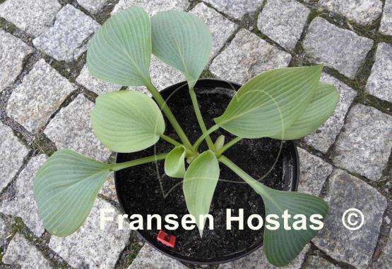 Hosta Northwest Textures