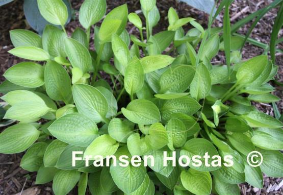 Hosta Norwalk Chartreuse