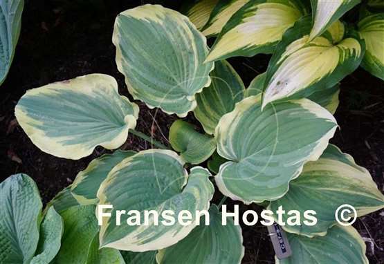 Hosta Notice Me