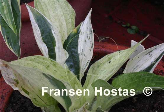 Hosta Nouzang