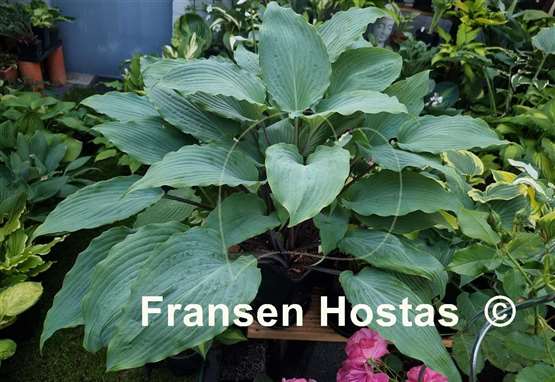 Hosta Number Nine