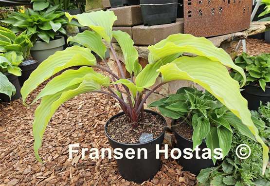 Hosta Number Nine