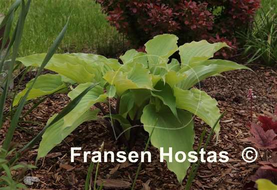 Hosta Number Nine