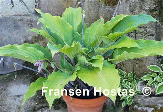 Hosta Number Nine