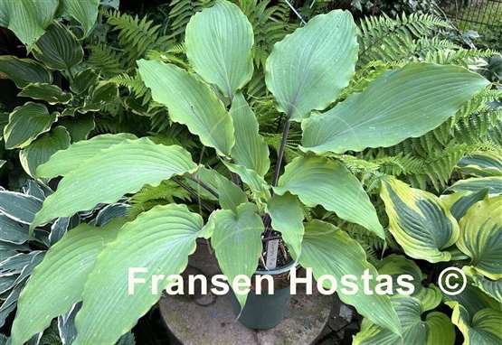 Hosta Number Nine