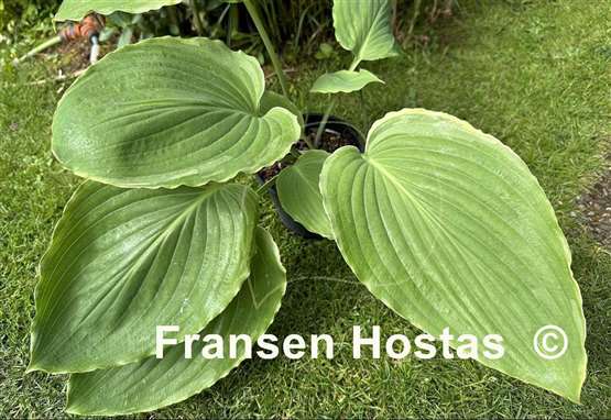 Hosta Nutty Professor