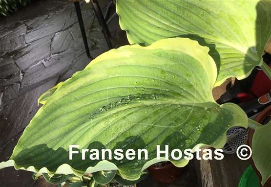 Hosta Nutty Professor