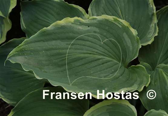 Hosta Nutty Professor