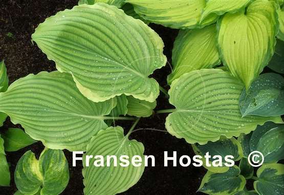 Hosta Nutty Professor