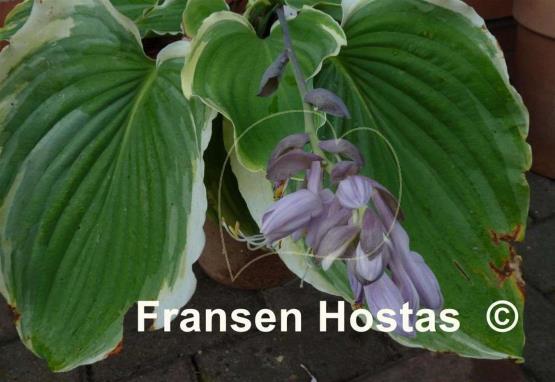 Hosta Nutty Professor