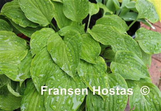 Hosta nakaiana