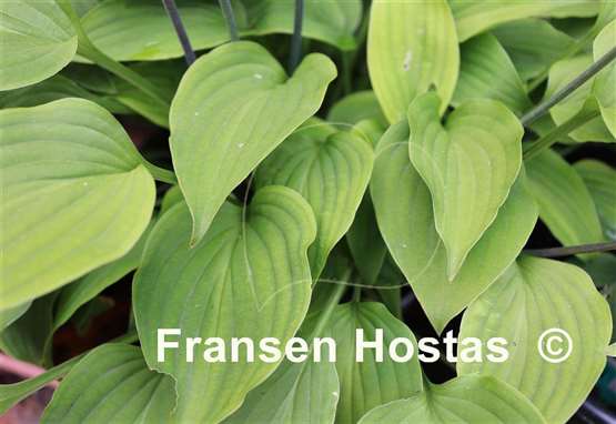 Hosta nakaiana