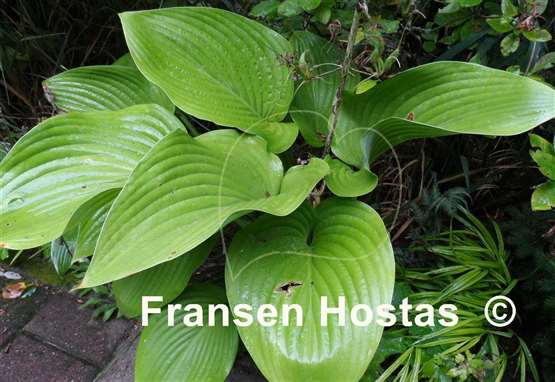 Hosta nigrescens 'Elatior'