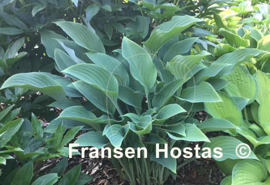 Hosta nigrescens