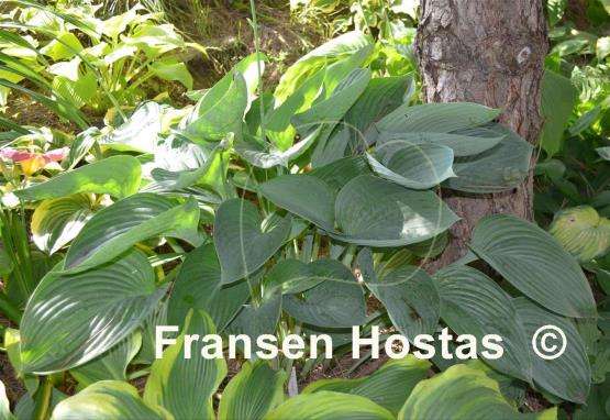 Hosta nigrescens