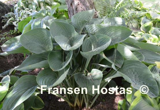 Hosta nigrescens