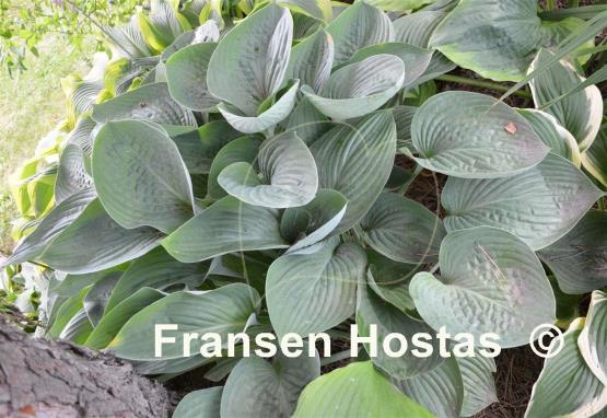 Hosta nigrescens