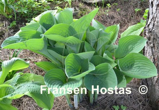 Hosta nigrescens