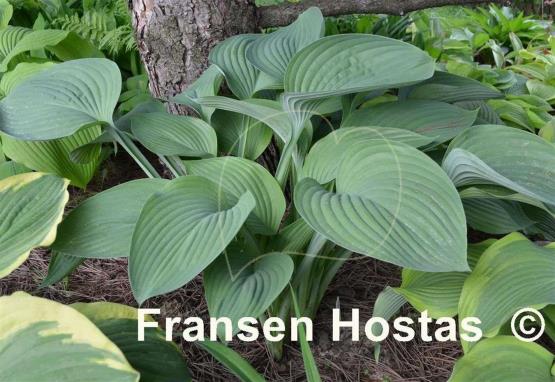 Hosta nigrescens