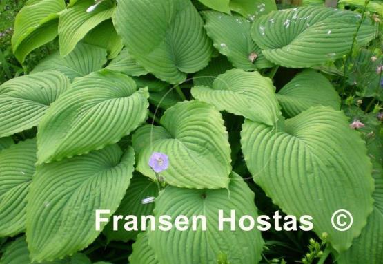 Hosta Niagara Falls