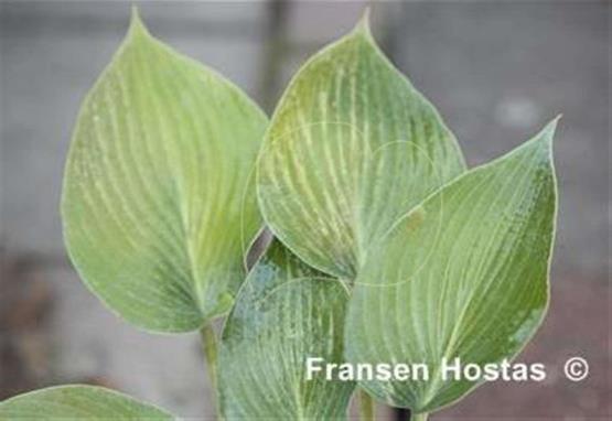 Hosta North Atlantic