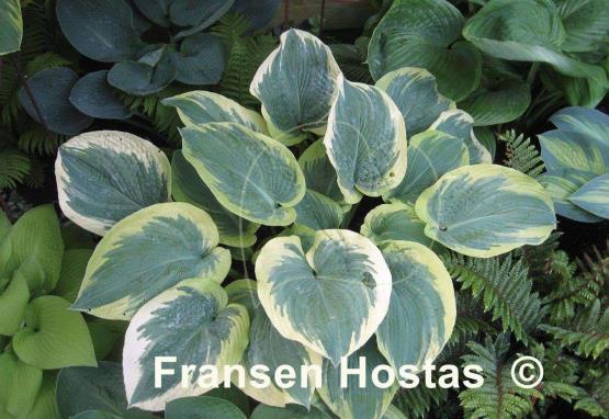 Hosta Northern Exposure