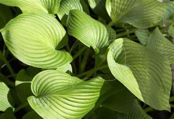 Hosta Northern Sunray