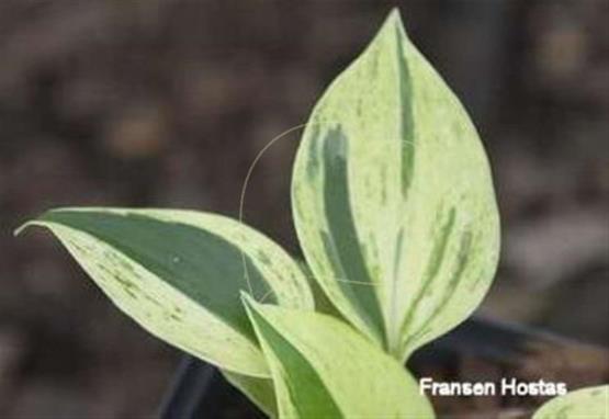 Hosta Nougat