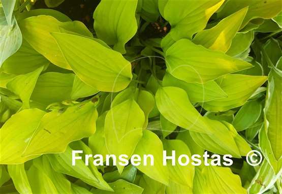 Hosta O'Harra