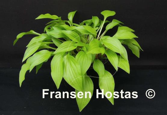Hosta O'Harra