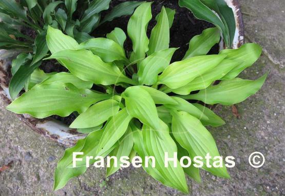 Hosta O'Harra
