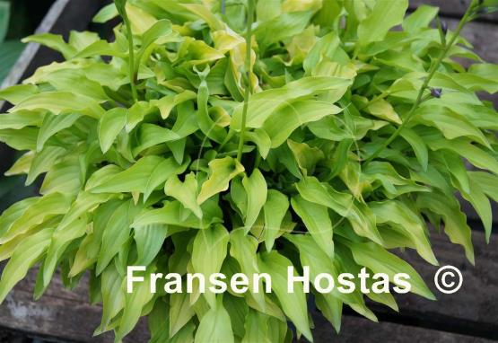 Hosta O'Harra