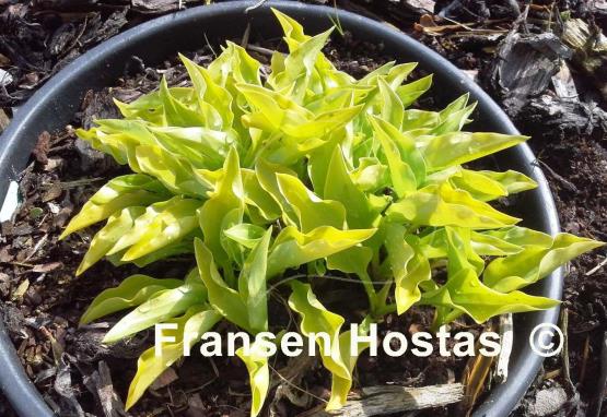 Hosta O'Harra