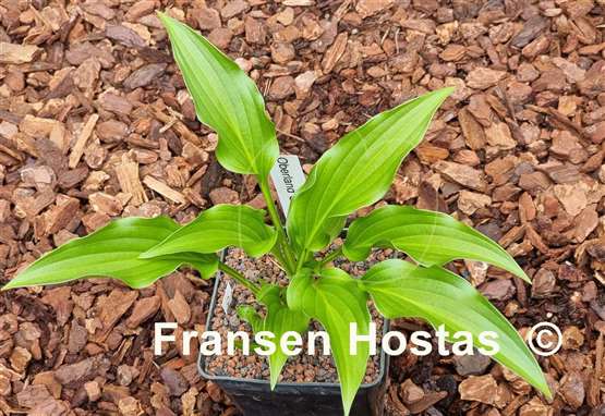 Hosta Oberland Green Swallow