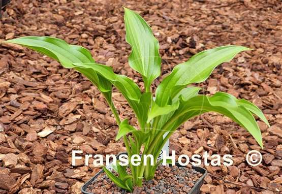 Hosta Oberland Green Swallow